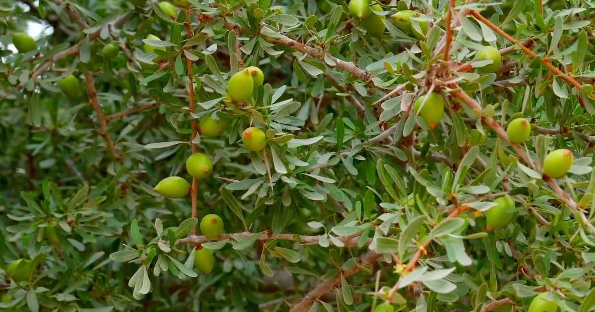Arganbaum in Marokko – Symbol für Biodiversität und traditionelle Ölgewinnung Arganbaum in Südmarokko mit Ziegen in den Ästen – einzigartige Naturbegegnung