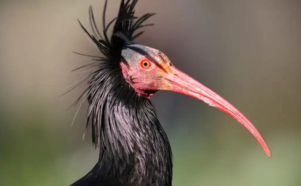 Northern-bald-ibis