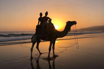 Camel ride Agadir
