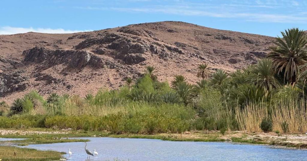 Fint Oase Ouarzazate Palmen Wasser Landschaft Marokko