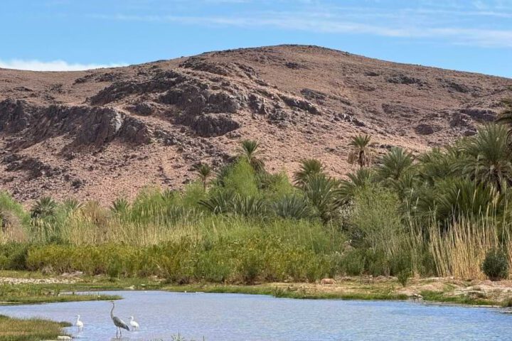Fint Oase Ouarzazate Palmen Wasser Landschaft Marokko