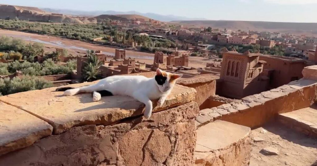 Katze auf einer Dachterrasse mit Blick auf die Kasbah Ait Ben Haddou in Marokko