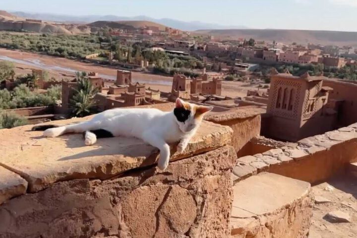 Katze auf einer Dachterrasse mit Blick auf die Kasbah Ait Ben Haddou in Marokko