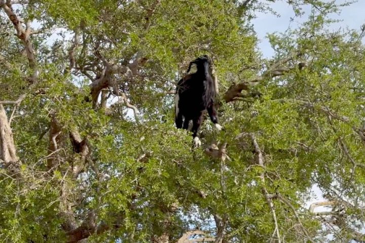 Ziegen auf Arganbaum im Souss-Tal in Marokko