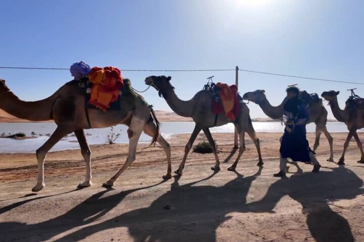 Explore Moroccan desert camel trekking adventure in the Sahara.