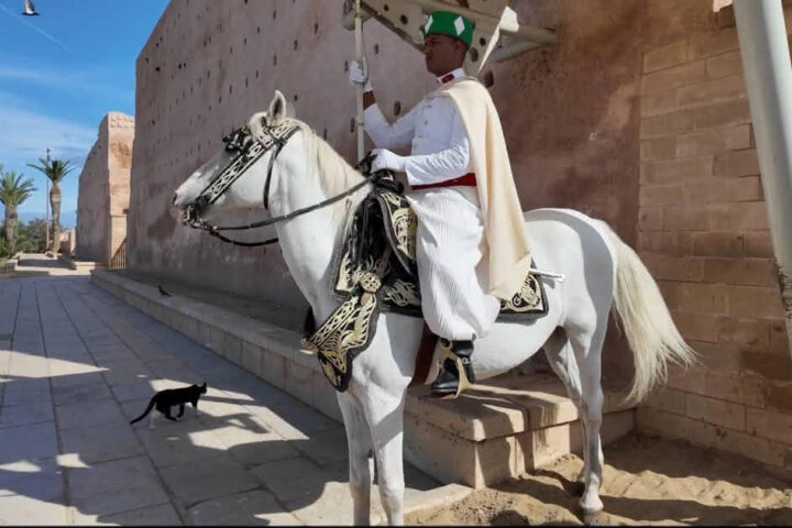 Black cat near guard on horseback at Hassan Tower entrance, Rabat.