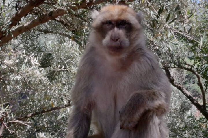 Barbary macaque perched on a olive tree in the Middle Atlas