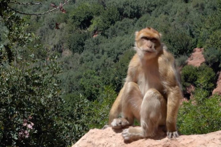 Close-up of Barbary ape in Morocco’s Middle Atlas Mountains