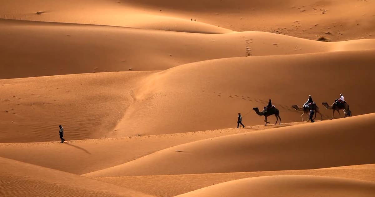 Camel caravan crossing the Sahara Desert at sunset, with golden sand dunes glowing in warm evening light