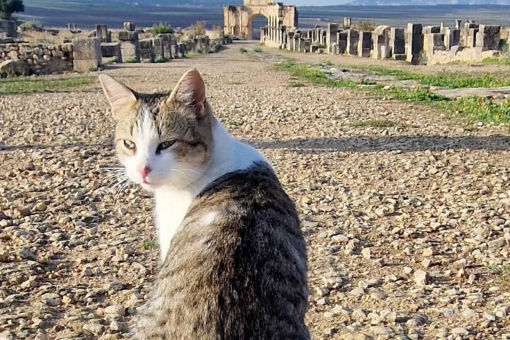 A cat confidently struts down the ancient Roman path in Volubilis, Morocco, as if it owns the ruins.