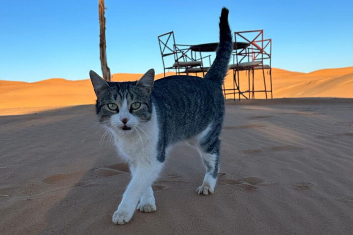Cat walking across Erg Chebbi dunes in Merzouga Sahara Desert