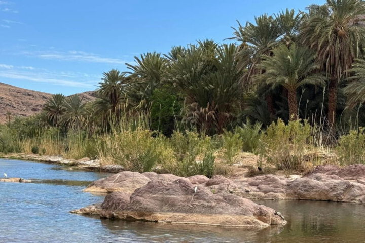Palm groves at Fint Oasis Morocco