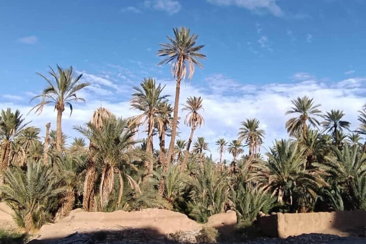 Palmenhain im Draa-Tal in Marokko mit traditionellen Kasbah-Lehmbauten und Oasenlandschaft zwischen Agdz und Zagora