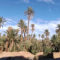 Palm grove in Morocco’s Drâa Valley with mud-brick kasbah walls under a blue desert sky