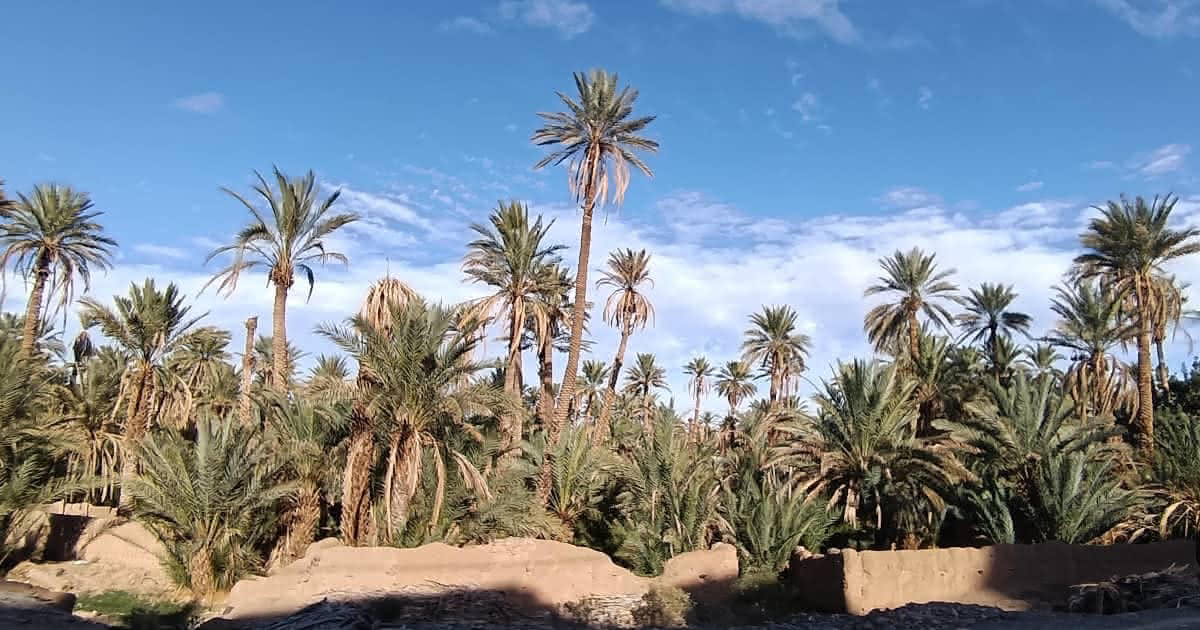 Palm grove in Morocco’s Drâa Valley with mud-brick kasbah walls under a blue desert sky