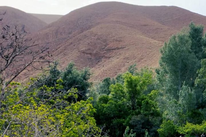 Tamlalte Dades Tal rote Felsen über grüner Oasenvegetation
