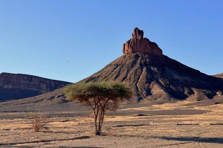 Felsformation bei Zagora im Draa-Tal in Marokko mit Akazienbaum und trockener Wüstenlandschaft am Rand der Sahara