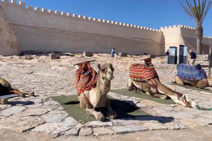 Kamele vor der Kasbah Oufella in Agadir mit traditioneller Dekoration und historischer Kulisse